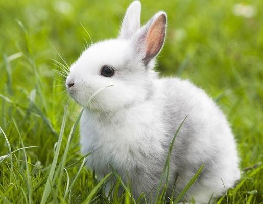 揭晓生肖兔最适宜职业 生肖兔最适合做什么