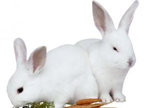 生肖兔如何看待小鲜肉 生肖兔的优缺点是什么